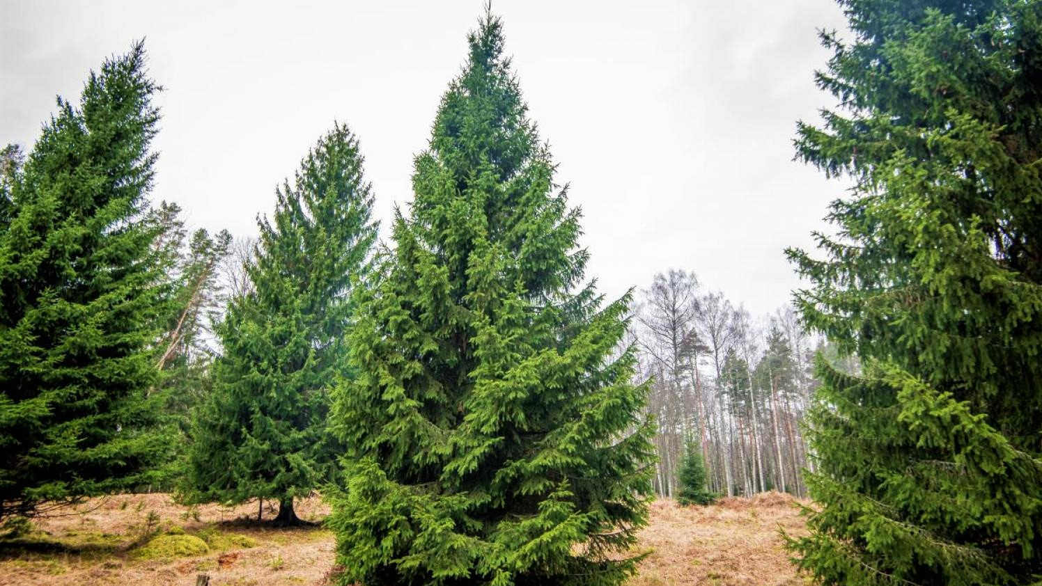 Atrastas trīs lielās Rīgas laukumiem domātās Ziemassvētku egles