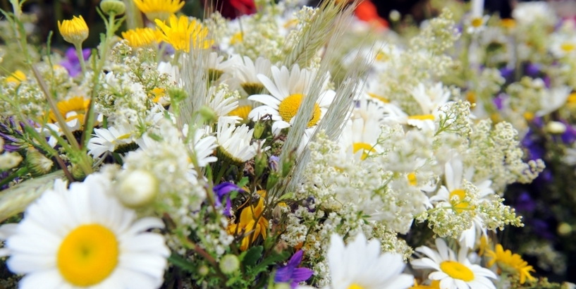 Informācija par pieteikšanos tirdzniecībai pasākumā "Zāļu tirgus 2025" Doma laukumā