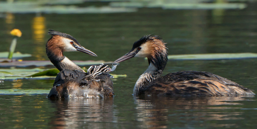  Dabas muzejs izsludina putnu fotogrāfiju konkursu