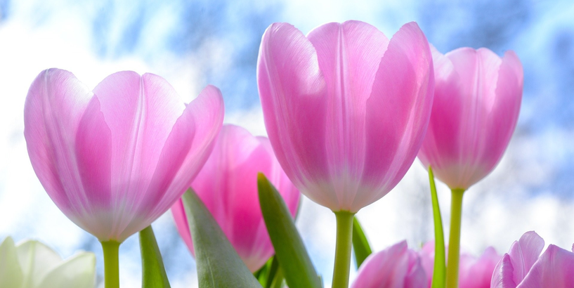 Latvijas novados notiks 4. maija svētku koncerti