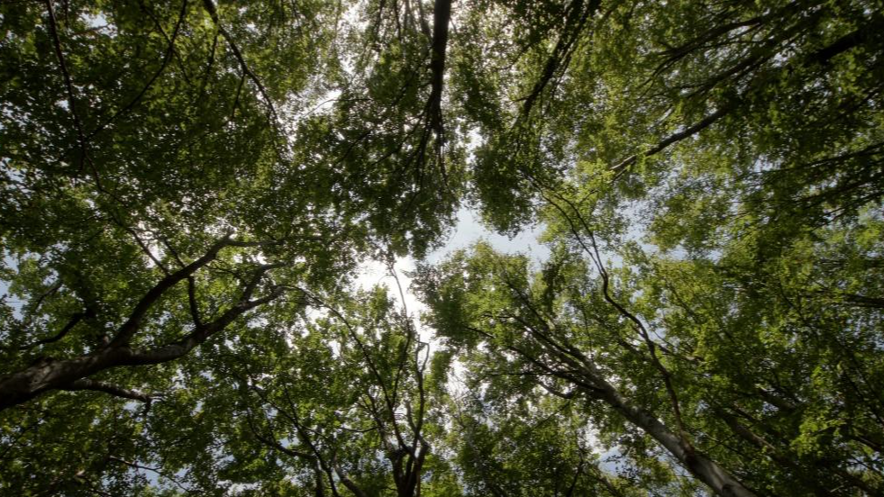 Dabas iedvesmoti risinājumi nākotnei