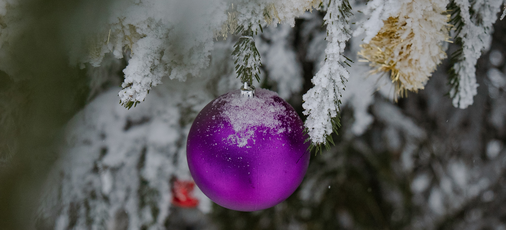 Ziemassvētku egles Rīgas apkaimēs