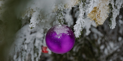 Ziemassvētku egles Rīgas apkaimēs